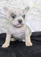 Huck Male AKC French Bulldog, a male French Bulldog for sale in North Canton, OH – 8 of 10