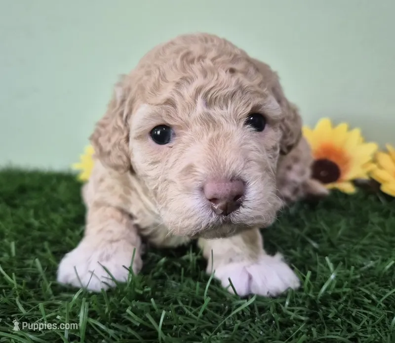 Shelby – Poodle - Miniature  puppy for sale in North Canton, OH