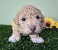 Shelby, a female Poodle - Miniature  for sale in North Canton, OH – 1 of 5