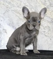 Fern Female AKC French Bulldog, a female French Bulldog for sale in North Canton, OH – 2 of 5
