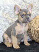 Jewel Female AKC French Bulldog, a female French Bulldog for sale in North Canton, OH – 6 of 10