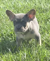 Frankie Male AKC French Bulldog, a male French Bulldog for sale in North Canton, OH – 2 of 9