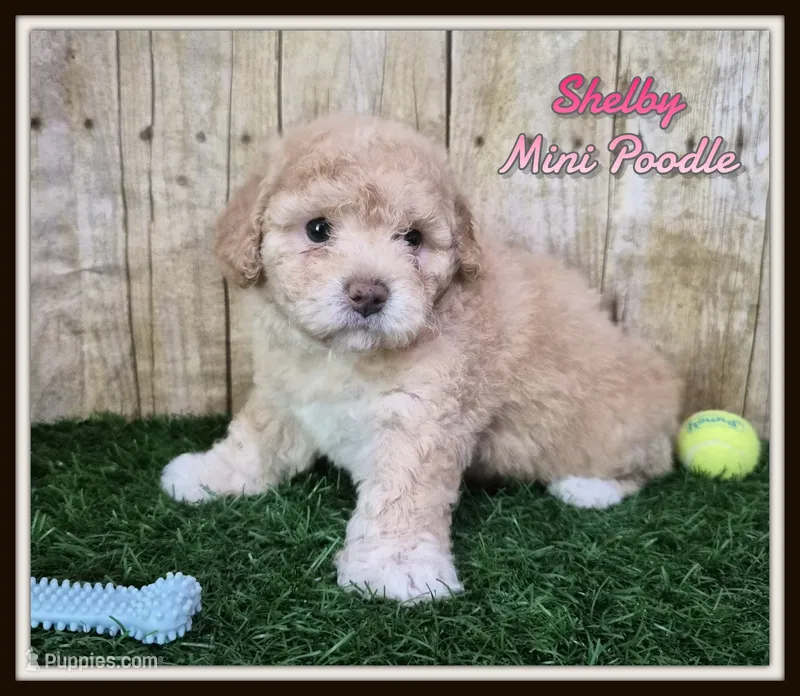 Shelby – Poodle - Miniature  puppy for sale in North Canton, OH