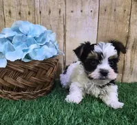 Valentino, a  Yorkshire Terrier for sale in North Canton, OH – 3 of 3
