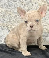 Ava Female AKC French Bulldog, a female French Bulldog for sale in North Canton, OH – 6 of 8