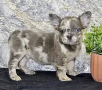 Lance Male AKC French Bulldog, a male French Bulldog for sale in North Canton, OH – 4 of 6