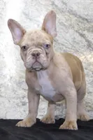 Ziva Female AKC French Bulldog, a female French Bulldog for sale in North Canton, OH – 4 of 5