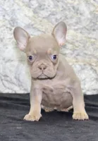 Amber Female AKC French Bulldog, a female French Bulldog for sale in North Canton, OH – 7 of 8