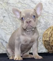 Dylan Male AKC French Bulldog, a male French Bulldog for sale in North Canton, OH – 4 of 5