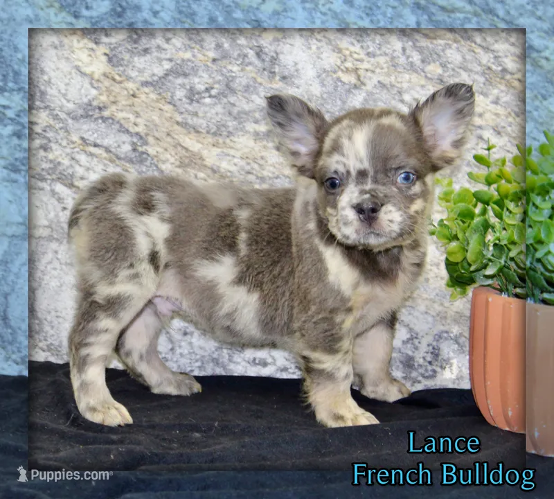 Lance Male AKC French Bulldog – French Bulldog puppy for sale in North Canton, OH