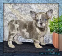 Lance Male AKC French Bulldog, a male French Bulldog for sale in North Canton, OH – 1 of 6
