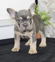 Tucker Male AKC French Bulldog, a male French Bulldog for sale in North Canton, OH – 6 of 6