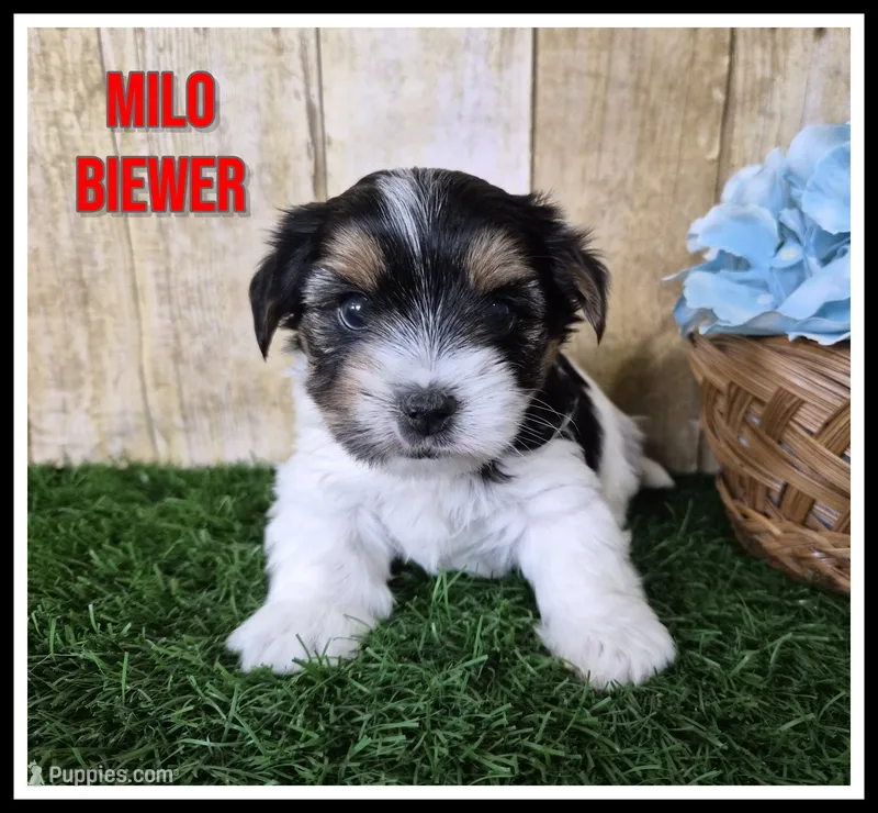 Milo – Biewer puppy for sale in North Canton, OH