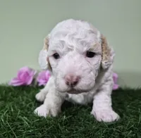 Mercedes, a female Poodle - Miniature  for sale in North Canton, OH – 2 of 6
