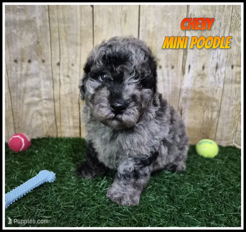 Chevy – Poodle - Miniature  puppy for sale in North Canton, OH