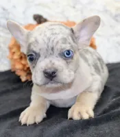 Huck Male AKC French Bulldog, a male French Bulldog for sale in North Canton, OH – 4 of 10