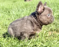 Davy Male Fluffy AKC French Bulldog, a male French Bulldog for sale in North Canton, OH – 8 of 9