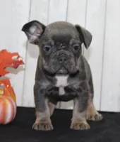 Fern Female AKC French Bulldog, a female French Bulldog for sale in North Canton, OH – 4 of 5