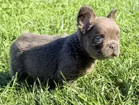 Davy Male Fluffy AKC French Bulldog, a male French Bulldog for sale in North Canton, OH – 7 of 9