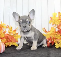 Bobbie Male AKC French Bulldog, a male French Bulldog for sale in North Canton, OH – 4 of 5