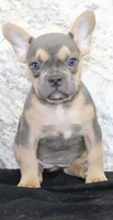 Jewel Female AKC French Bulldog, a female French Bulldog for sale in North Canton, OH – 5 of 10