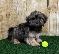 Whiskey, a male Shih Tzu and Shorkie for sale in North Canton, OH – 2 of 6