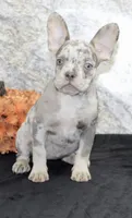 Sheila Female AKC French Bulldog, a female French Bulldog for sale in North Canton, OH – 7 of 7