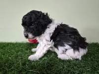 Cooper, a male Poodle - Miniature  for sale in North Canton, OH – 4 of 6
