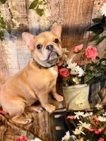 Lilly, a female French Bulldog for sale in North Canton, OH – Photo 3 of 6