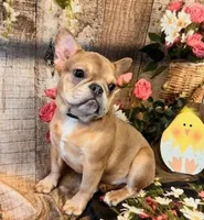 Lilly, a female French Bulldog for sale in North Canton, OH – Photo 2 of 6