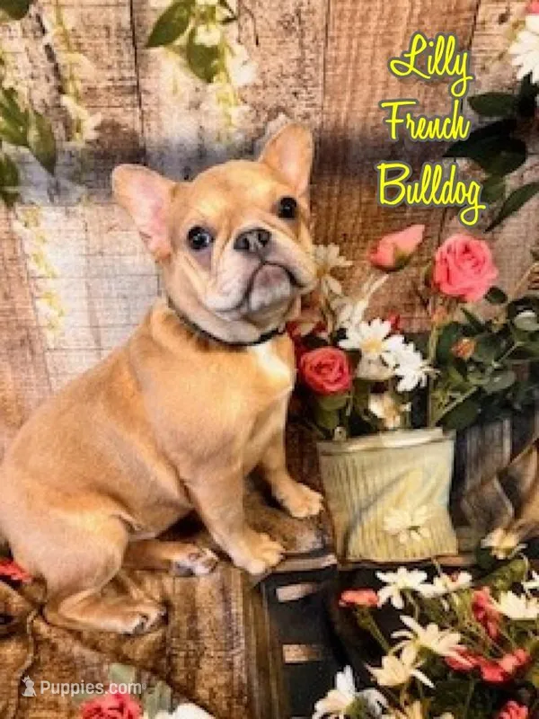 Lilly – French Bulldog puppy for sale in North Canton, OH