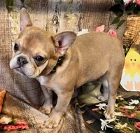 Lilly, a female French Bulldog for sale in North Canton, OH – Photo 5 of 6