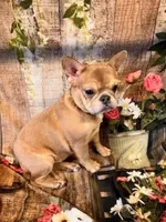 Lilly, a female French Bulldog for sale in North Canton, OH – Photo 4 of 6