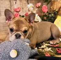 Lilly, a female French Bulldog for sale in North Canton, OH – Photo 6 of 6
