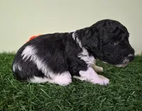Wrangler, a male Poodle - Miniature  for sale in North Canton, OH – 4 of 5