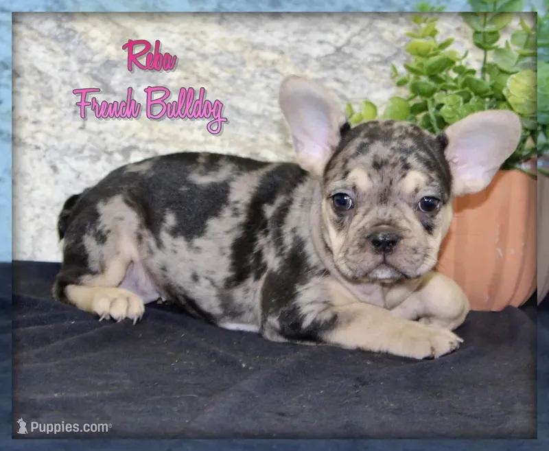 Reba Female AKC French Bulldog – French Bulldog puppy for sale in North Canton, OH