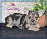 Reba Female AKC French Bulldog, a female French Bulldog for sale in North Canton, OH – 1 of 5