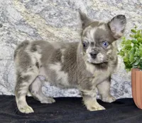 Lance Male AKC French Bulldog, a male French Bulldog for sale in North Canton, OH – 3 of 6