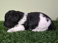 Wrangler, a male Poodle - Miniature  for sale in North Canton, OH – 5 of 5