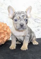 Kelly Female AKC French Bulldog, a female French Bulldog for sale in North Canton, OH – 5 of 10