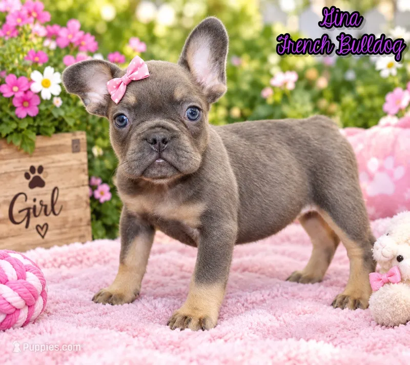 Gina Female AKC French Bulldog – French Bulldog puppy for sale in North Canton, OH
