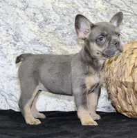 Holly Female AKC French Bulldog, a female French Bulldog for sale in North Canton, OH – 9 of 9