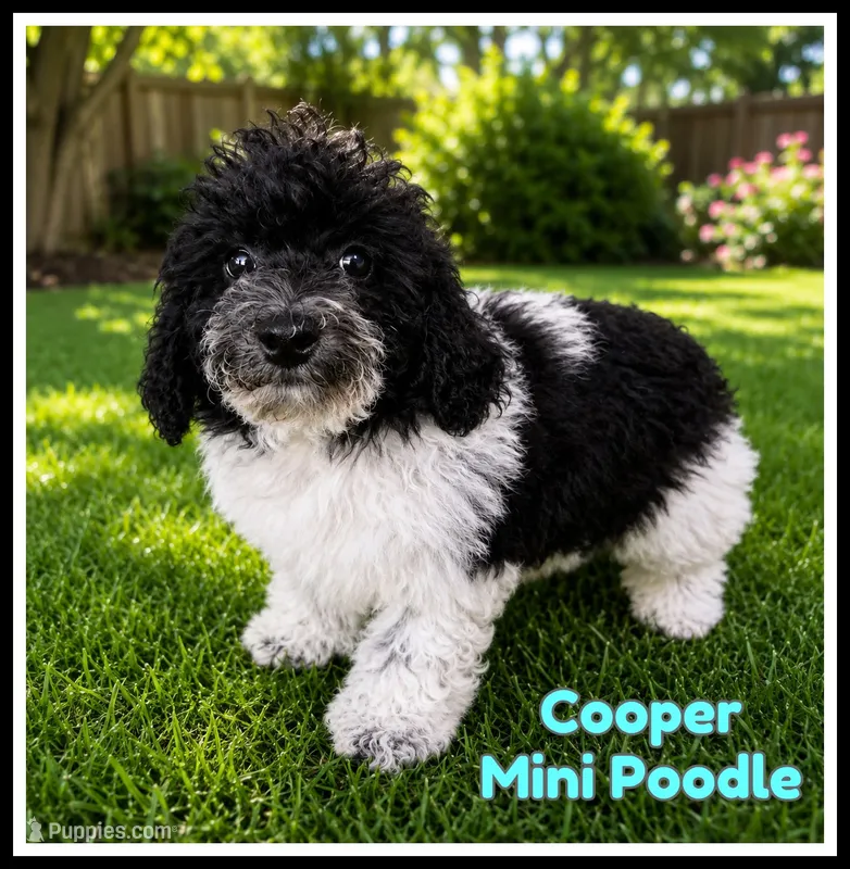 Cooper – Poodle - Miniature  puppy for sale in North Canton, OH