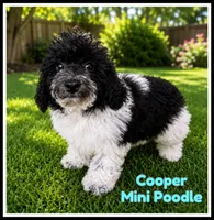 Cooper, a male Poodle - Miniature  for sale in North Canton, OH – 1 of 9