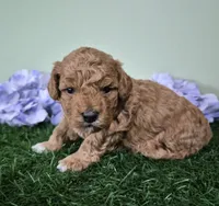 Nova, a female Poodle - Miniature  for sale in North Canton, OH – 5 of 5