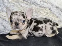 Luna Female AKC French Bulldog, a female French Bulldog for sale in North Canton, OH – 3 of 4