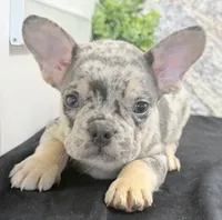 Kent Male AKC French Bulldog, a male French Bulldog for sale in North Canton, OH – 2 of 4
