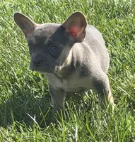 Frankie Male AKC French Bulldog, a male French Bulldog for sale in North Canton, OH – 3 of 9