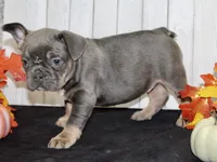 Fern Female AKC French Bulldog, a female French Bulldog for sale in North Canton, OH – 5 of 5