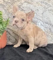 Ava Female AKC French Bulldog, a female French Bulldog for sale in North Canton, OH – 3 of 8